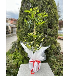 Şeflara Saksı Çiçeği